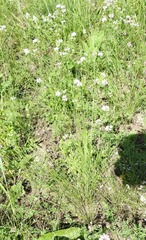Stipa tirsa