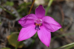 Elythranthera emarginata
