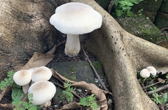 Cyclocybe parasitica