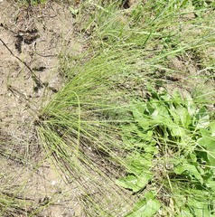 Stipa tirsa
