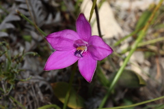 Elythranthera emarginata