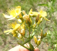 Hypericum elegans