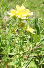 Hypericum elegans