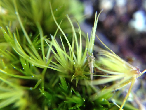 Campylopus clavatus