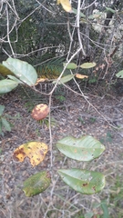 Vochysiaceae