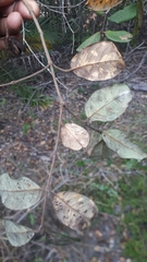 Vochysiaceae