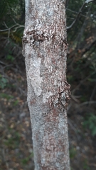 Vochysiaceae