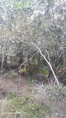 Vochysiaceae