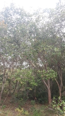 Vochysiaceae