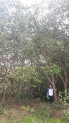Vochysiaceae