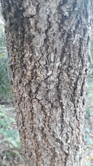 Vochysiaceae