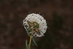Pimelea ciliata