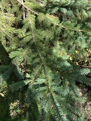 Picea glauca