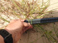 Cyperus grayioides