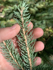 Picea glauca