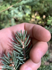 Picea glauca
