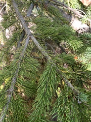 Picea glauca