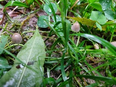 Conocybe tenera