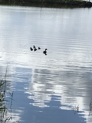 Anas platyrhynchos × undulata