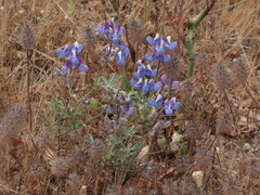 Lupinus nanus