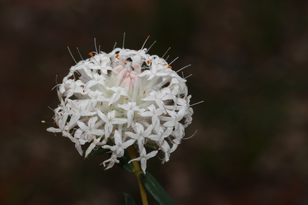 Pimelea ciliata; photograph (c) T. Hammer, some rights reserved (CC BY)