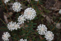 Pimelea ciliata