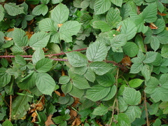 Rubus intensior
