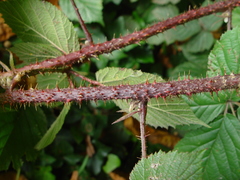 Rubus intensior