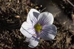 Oxalis laciniata