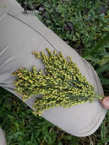 Panicum miliaceum