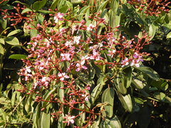 Dichaetanthera