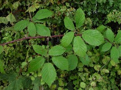 Rubus questieri