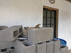 Ctenosaura macrolopha