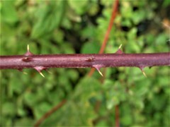 Rubus questieri