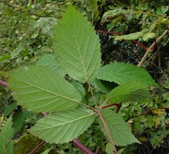 Rubus questieri