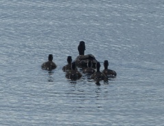 Anas platyrhynchos × undulata