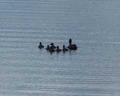 Anas platyrhynchos × undulata