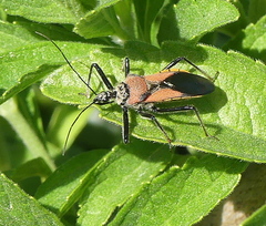 Rhynocoris segmentarius