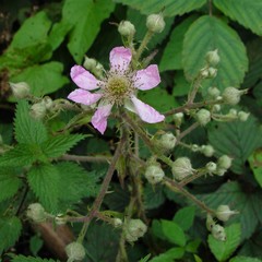 Rubus questieri