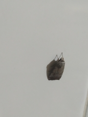 Noctuini