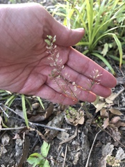 Lepidium ruderale