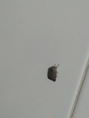Noctuini
