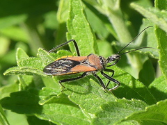 Rhynocoris segmentarius