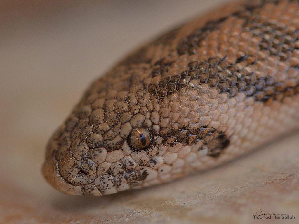 Javelin Sand Boa