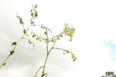 Furcraea cabuya