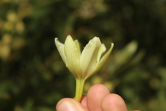 Furcraea cabuya