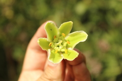 Furcraea cabuya