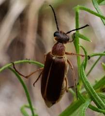 Epicauta batesii