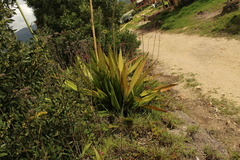 Furcraea cabuya