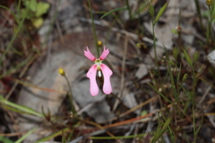 Stylidium ecorne